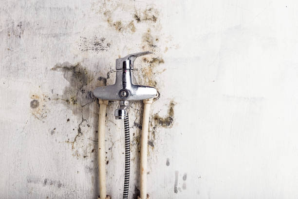 Best Mold Damage Repair  in Truckee, CA