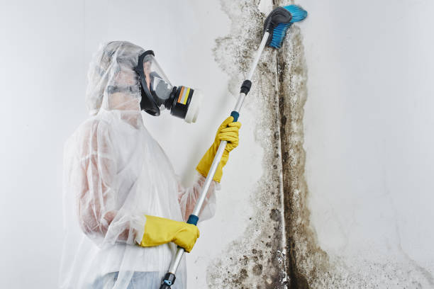 Best Mold Remediation Services  in Truckee, CA