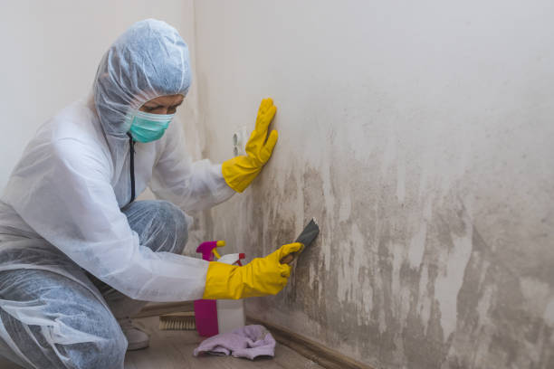 Best Office Mold Removal Services  in Truckee, CA