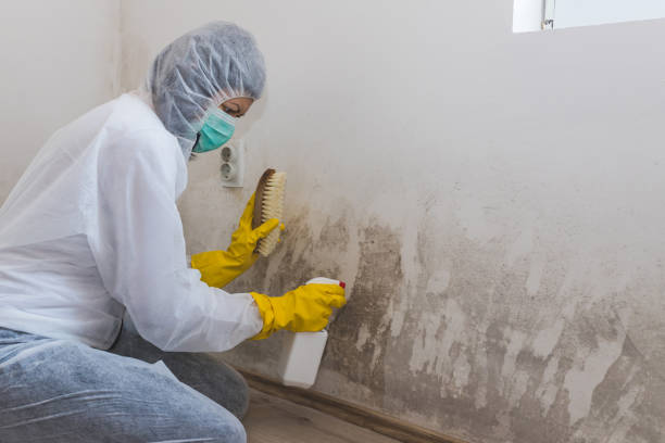 Best Professional Mold Removal  in Truckee, CA