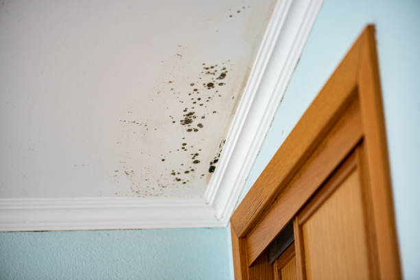 Office Mold Removal Services in Truckee, CA