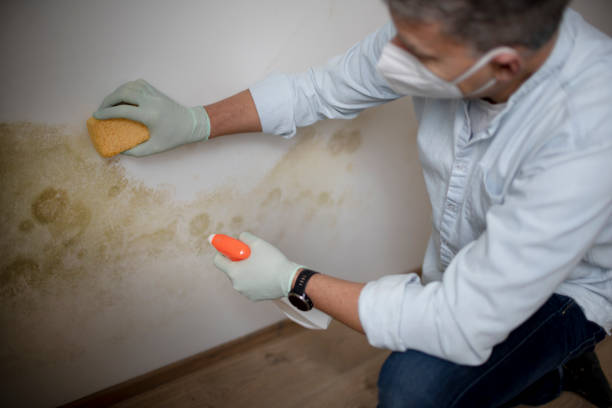 Best Mold Cleaning Services  in Truckee, CA