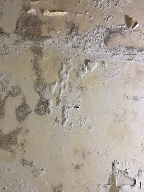 Best Commercial Mold Removal  in Truckee, CA