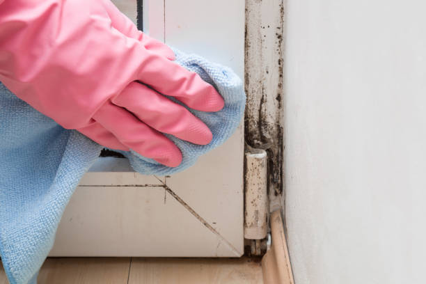 Best Home Mold Removal  in Truckee, CA
