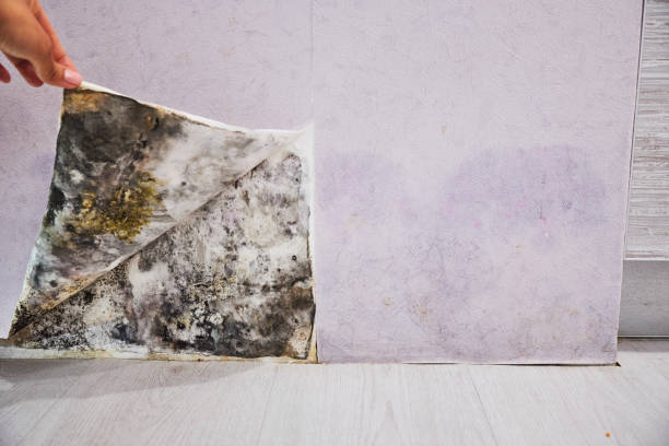 Best Toxic Mold Removal  in Truckee, CA